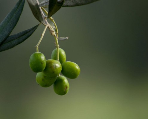 Olive Oil